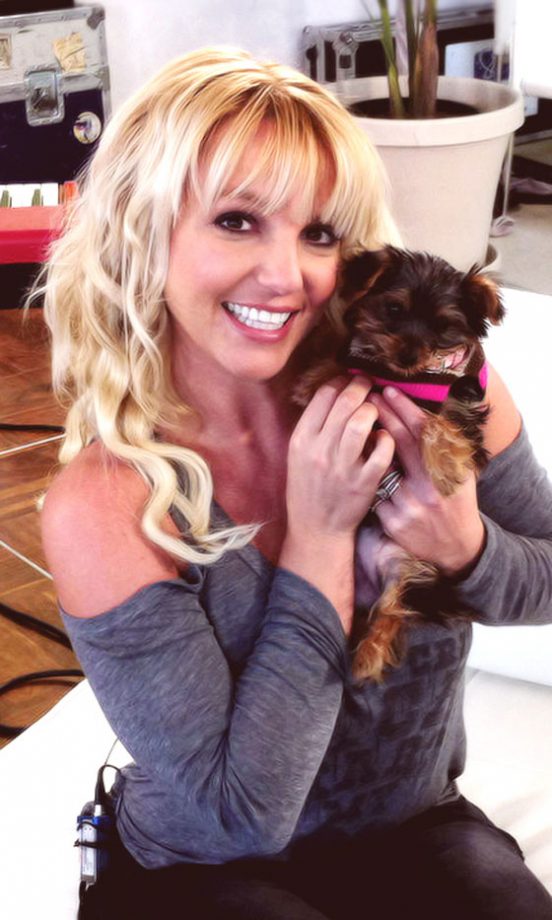 Britney Spears' Yorkshire Terrier, Hannah, 2012