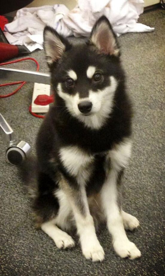 Liam Payne's Loki, 2012