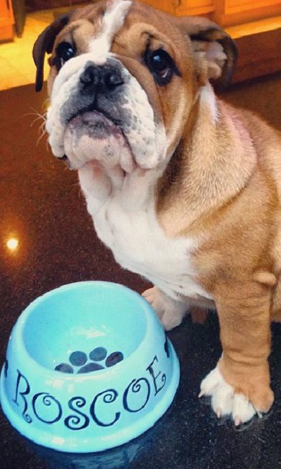 Nicole Sherzinger's English Bulldog Roscoe, 2013