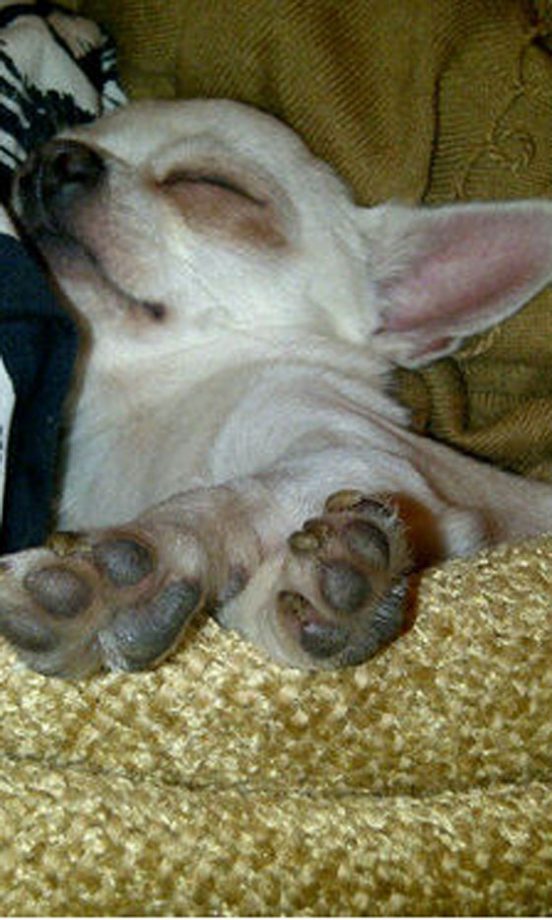Frankie Sandford's Chihuahua, Pixie, 2013