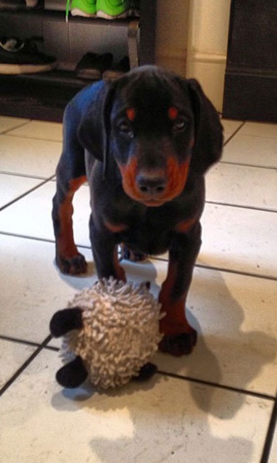 Professor Green's Doberman Matilda, 2013