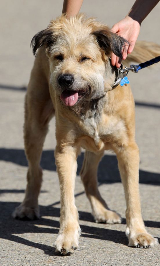 Ryan Gosling's Cross Breed, George, 2012