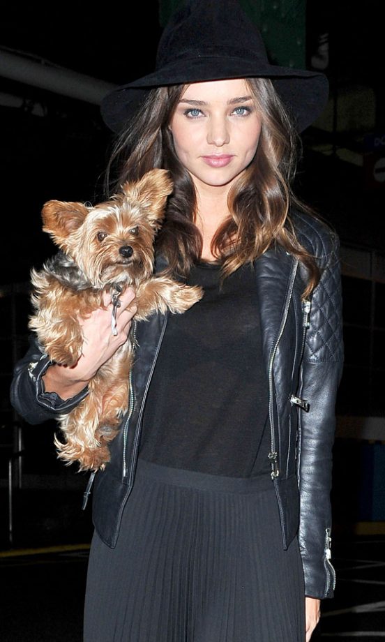 Miranda Kerr's Yorshire Terrier, Frankie, 2012