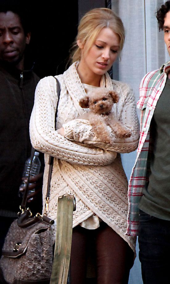 Blake Lively's 'Maltepoo', Penny, 2012