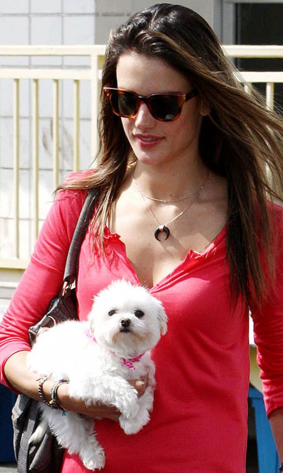 Alessandra Ambrosio's Maltese Terrier, Lola, 2012