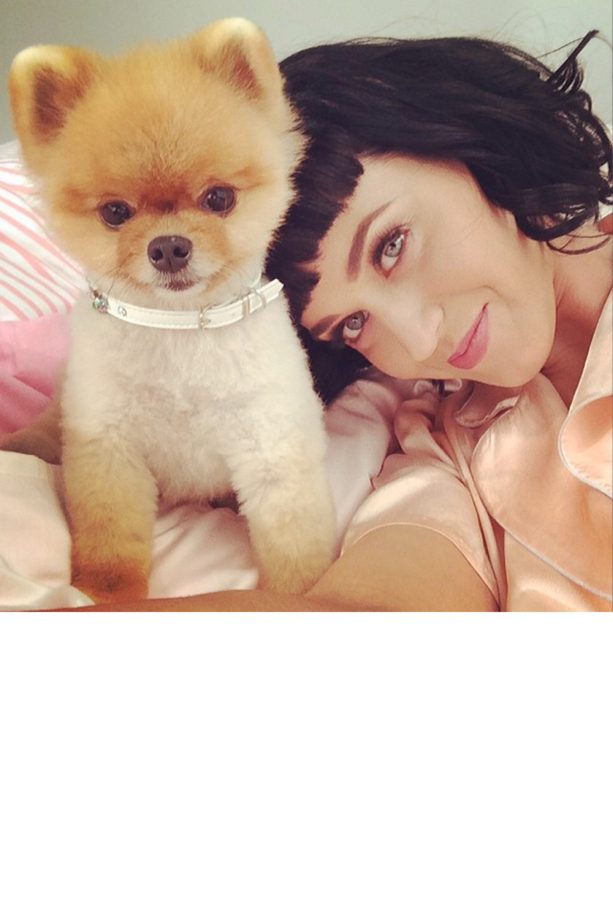 Katy Perry Poses With An Adorable Teddy-Like Pooch, 2014