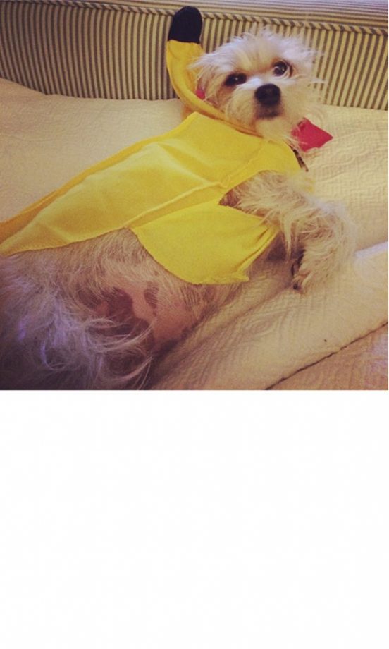 Zooey Deschanel Dresses Up Her Dog As A Banana For Halloween – SO Cute! 2013