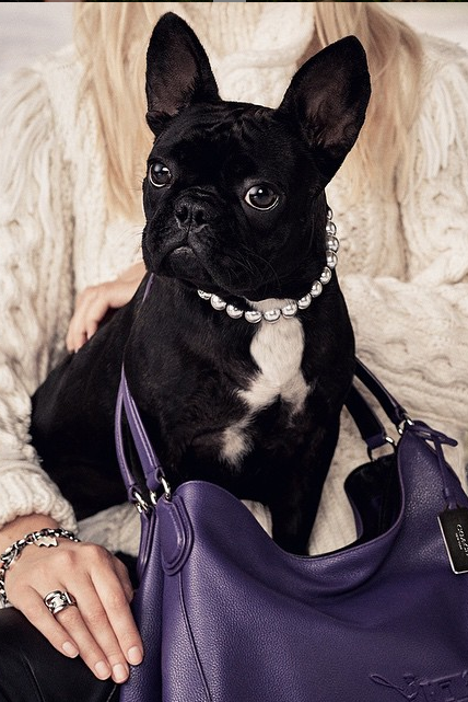 Lady GaGa's Dog is the Face of Coach, 2015