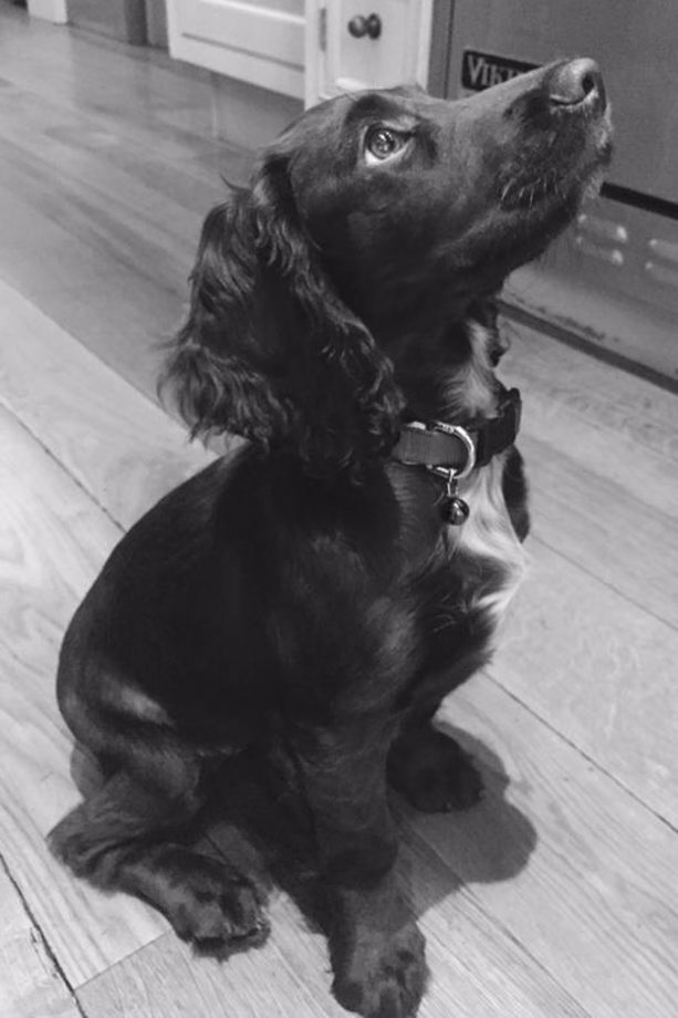 The Beckhams Introduce Their Latest Addition To The Family... Pet Cocker Spaniel Olive, 2015