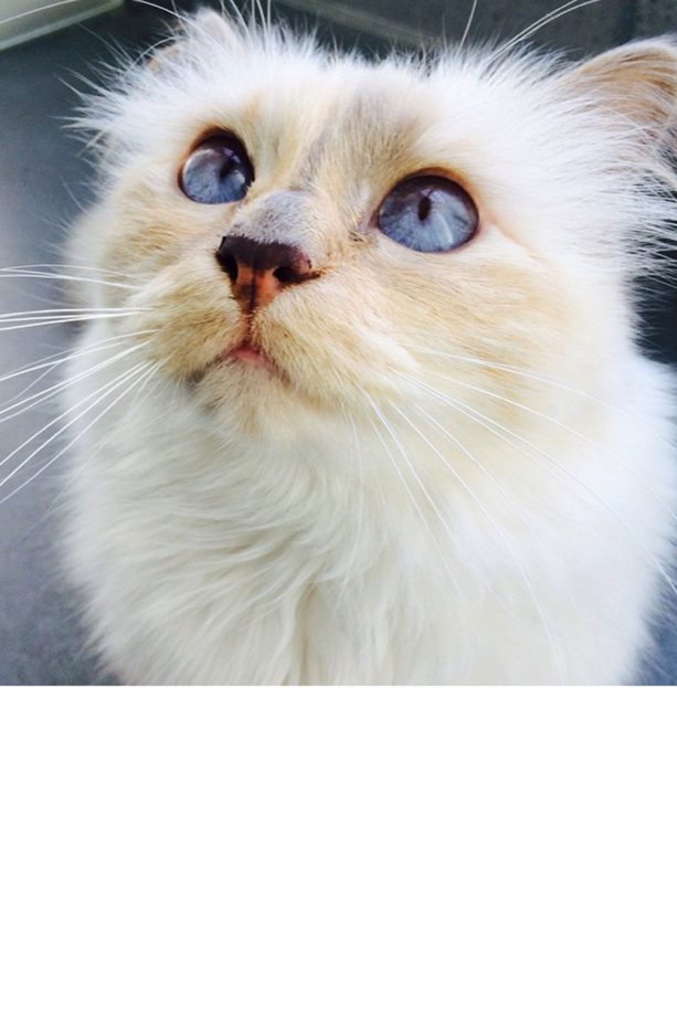 Karl Lagerfeld's Beloved Cat 'Choupette' Is An Instagram Sensation, 2015