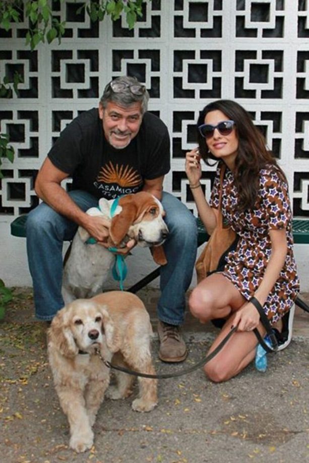 George and Amal Clooney Adopt Pet Rescue Dog, 2015