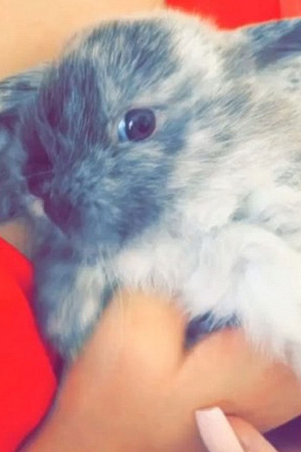Kylie Jenner Introduces Her New Pet Bunny Bruce, 2015