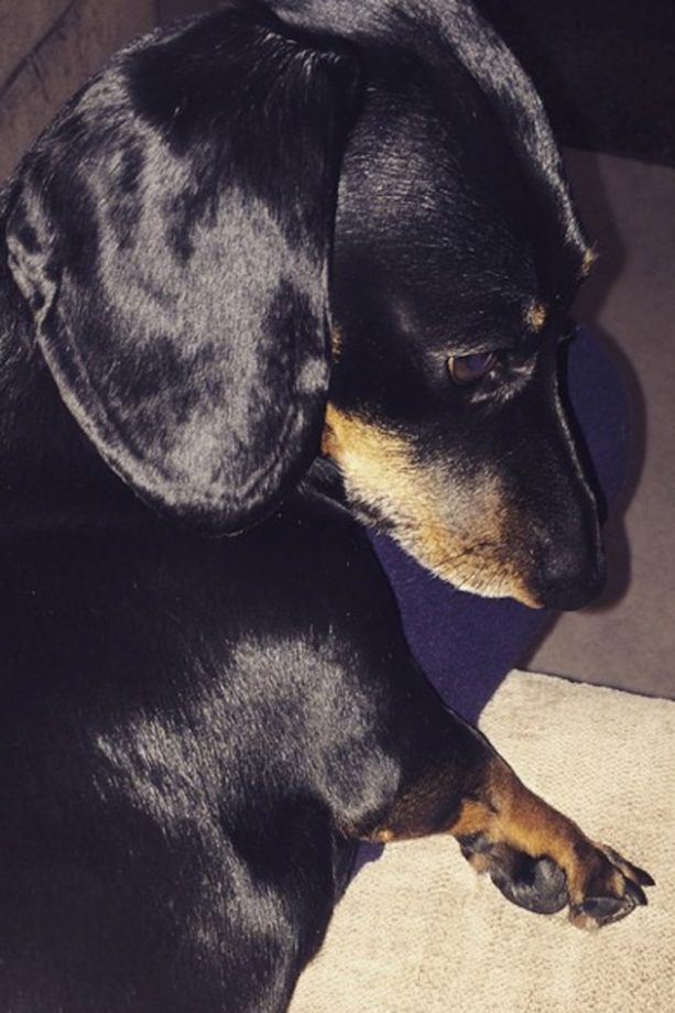 Michelle Keegan Dotes On Her Pooch On Instagram, 2015