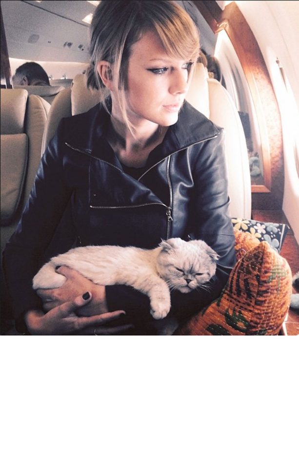 Taylor Swift Takes Her Cat Meredith With Her On A Flight, 2015