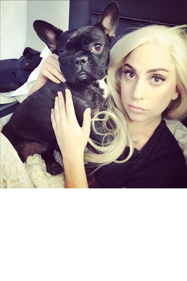 Lady Gaga Introduces Her New Dog Asia, 2015