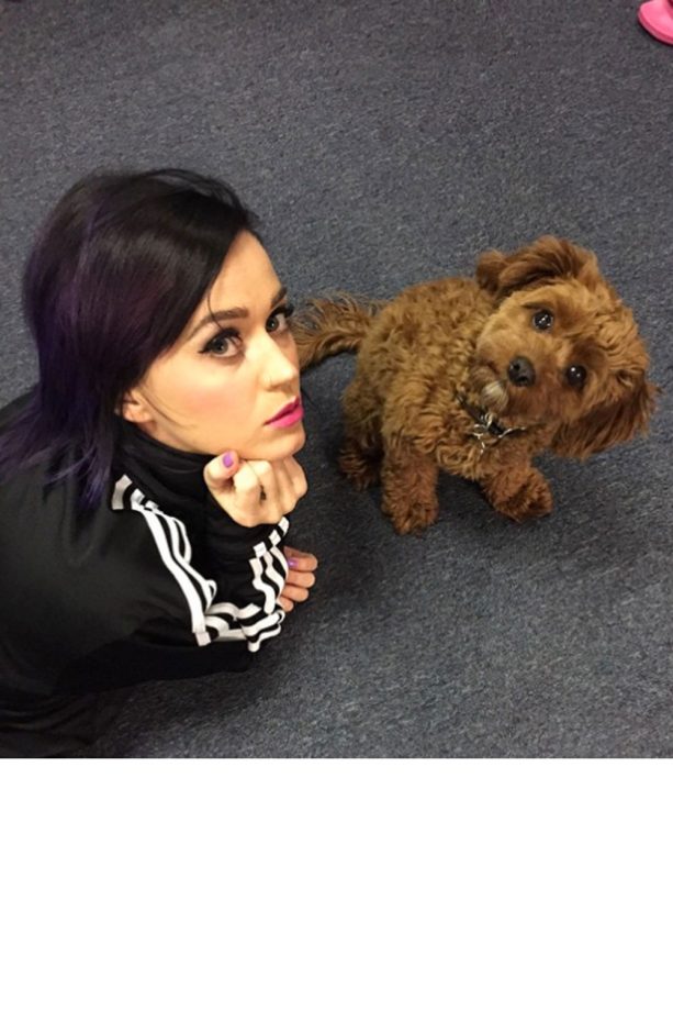 Katy Perry Shares This Cute Pic Of New Puppy Called Butters, 2015