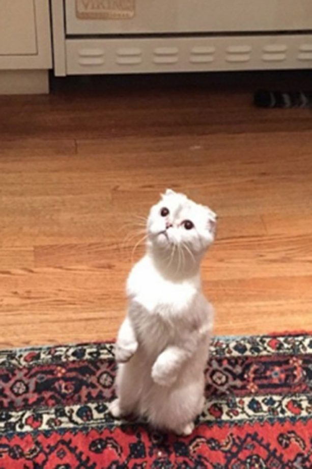 Calvin Harris Posts A Picture Of Taylor Swift's Cat Olivia Back In April, 2015