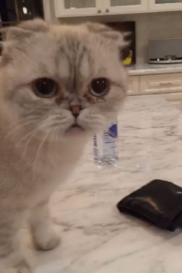 Calvin Harris Babysits Taylor Swift's Cats, 2015