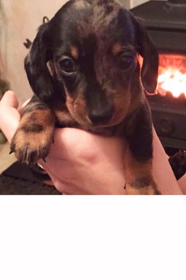 Michelle Keegan Introduces New Pet Sausage Dog Dougie To The World, 2016