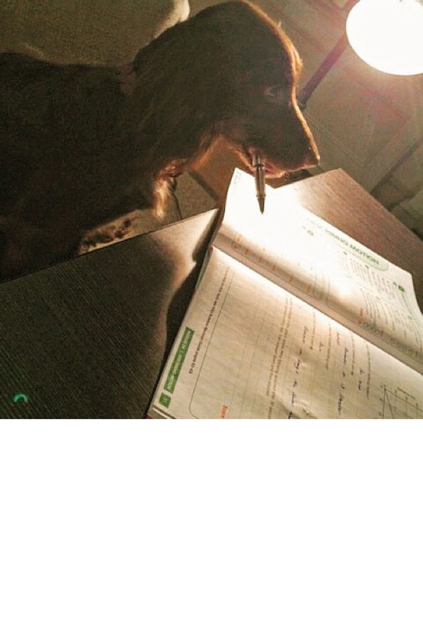 The Beckham's Dog Olive Helps With The Kids Homework, 2016
