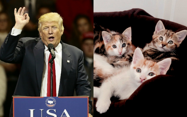 kitten