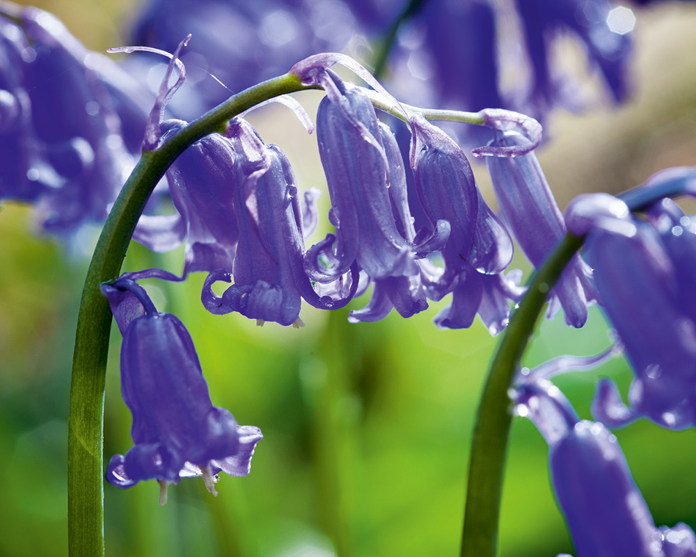 Bluebells