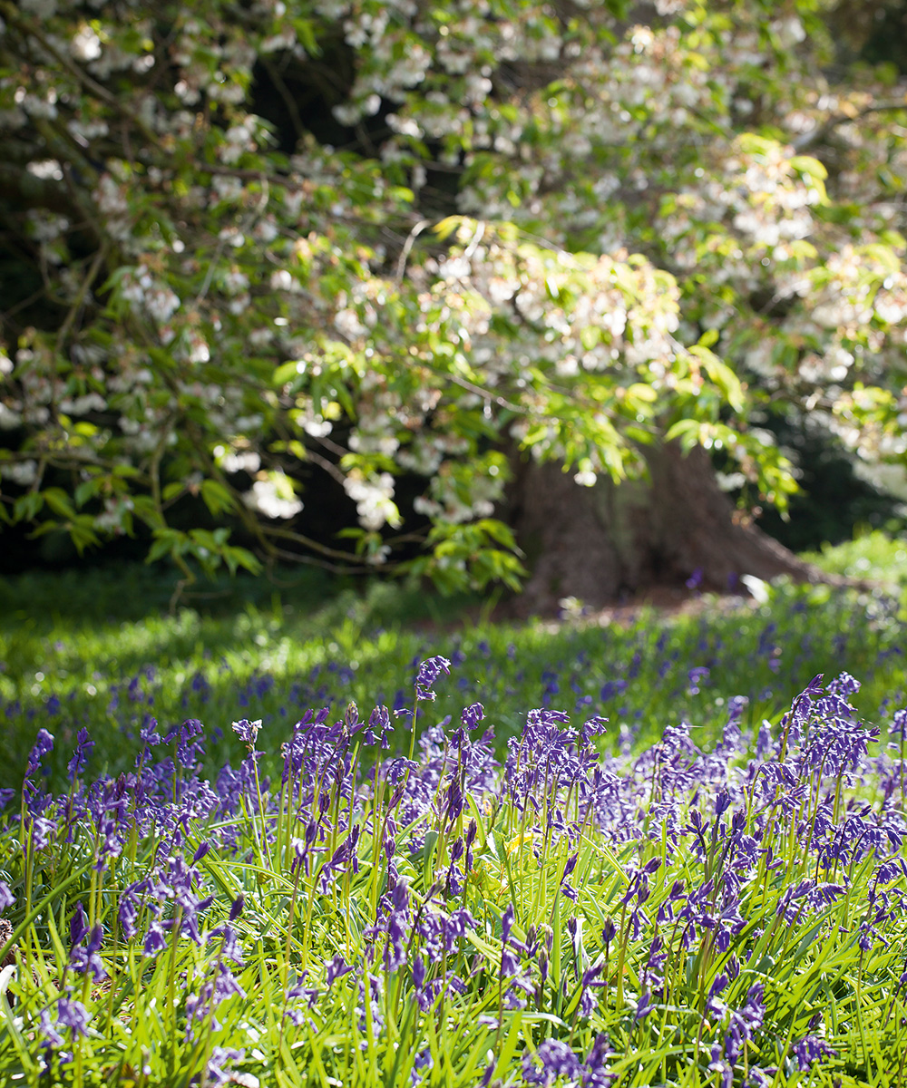 Bluebells