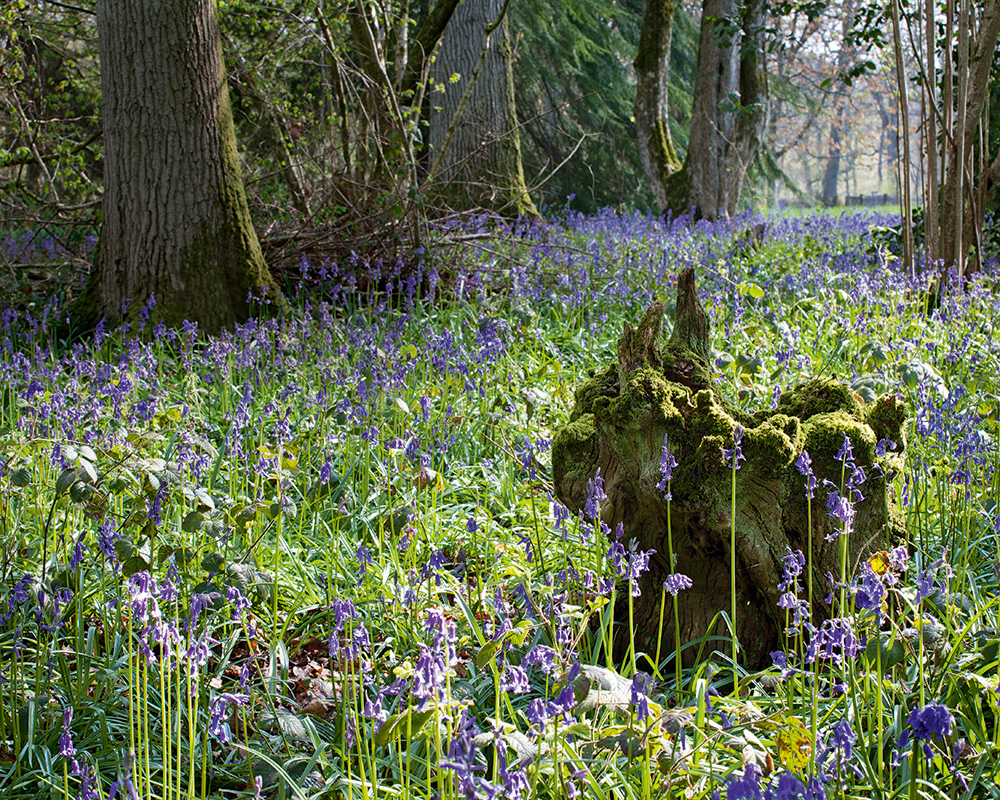 Bluebells