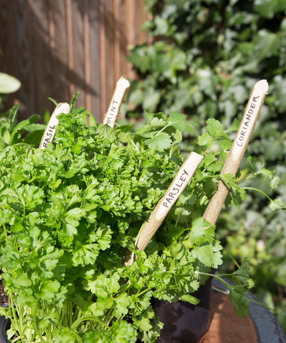 Herbs food