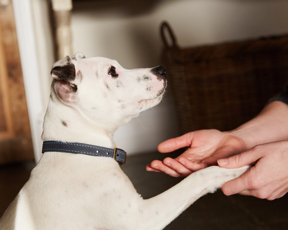 how to stay happy and healthy with your dog at home