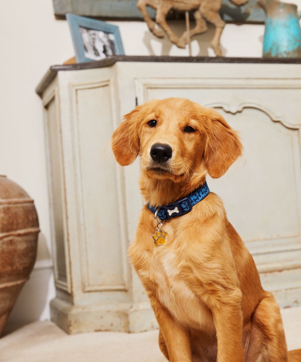 how to stay happy and healthy with your dog at home