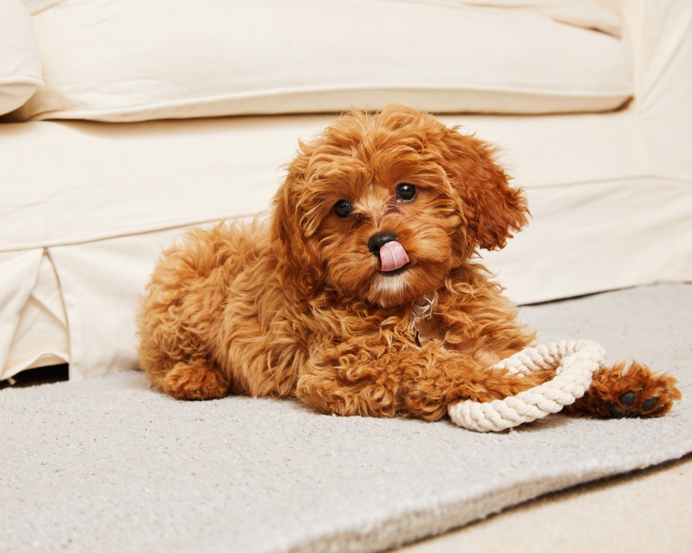 how to stay happy and healthy with your dog at home