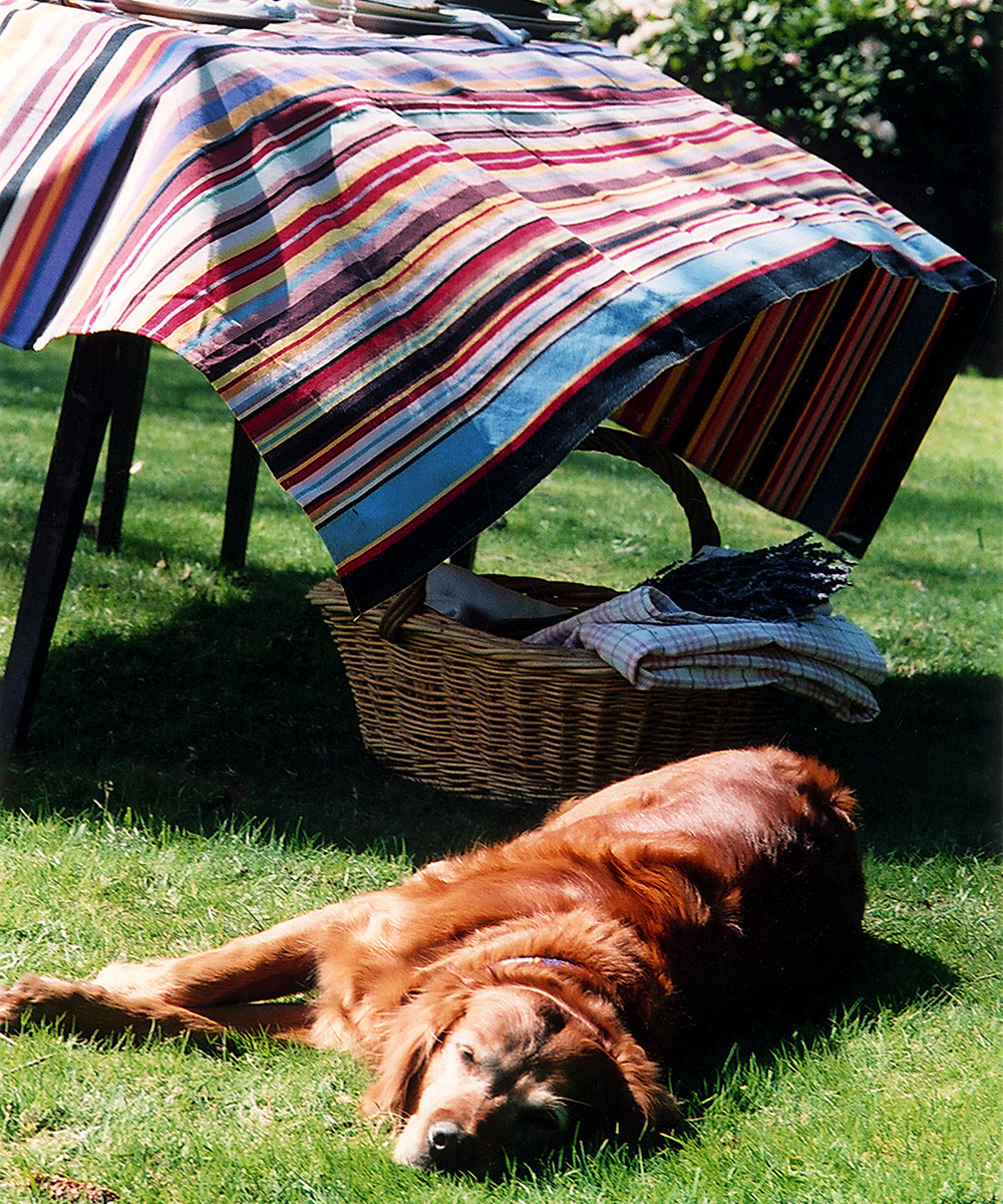 dog health tips