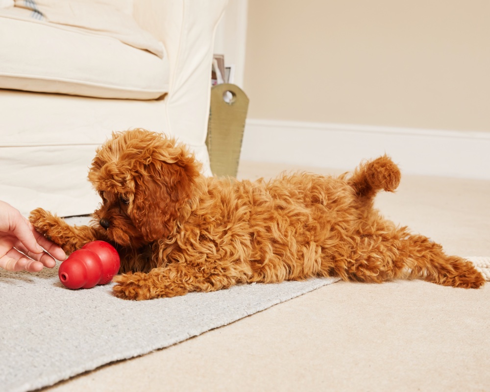 how to stay happy and healthy with your dog at home