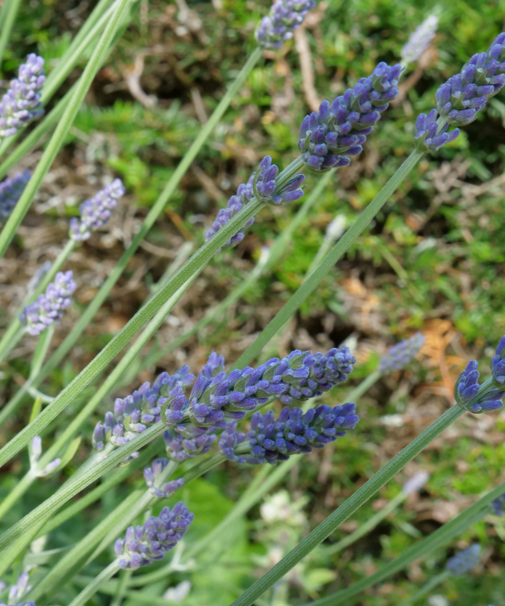 How-to-Grow-Lavender-Hidcote-Giant-Sarah-Davis