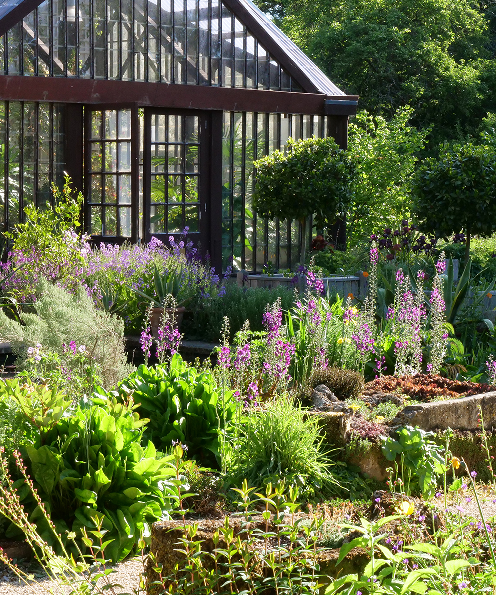 How-to-Grow-Lavender-Plant-Shelter-Sarah-Davis