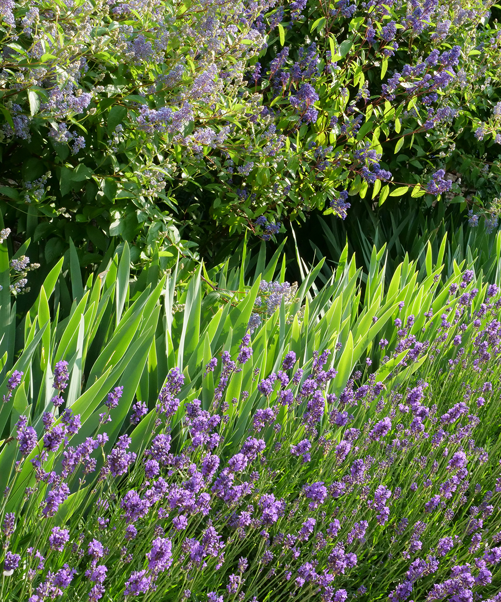 How-to-Grow-Lavender-deadhead-Sarah-Davis