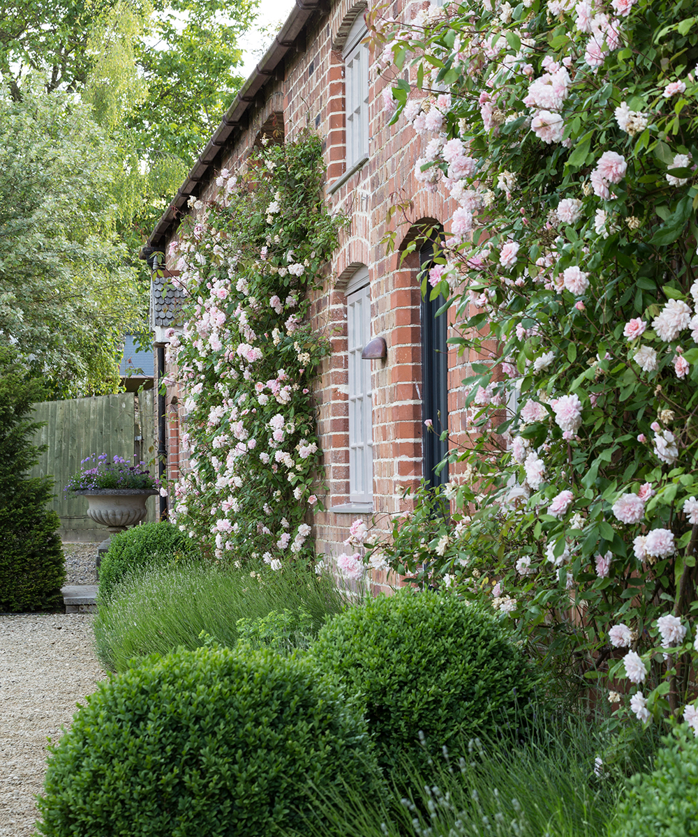 How-to-look-after-roses-Mark-Bolton-2