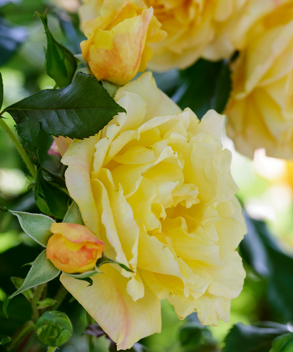 How-to-look-after-roses-Mark-Bolton-3