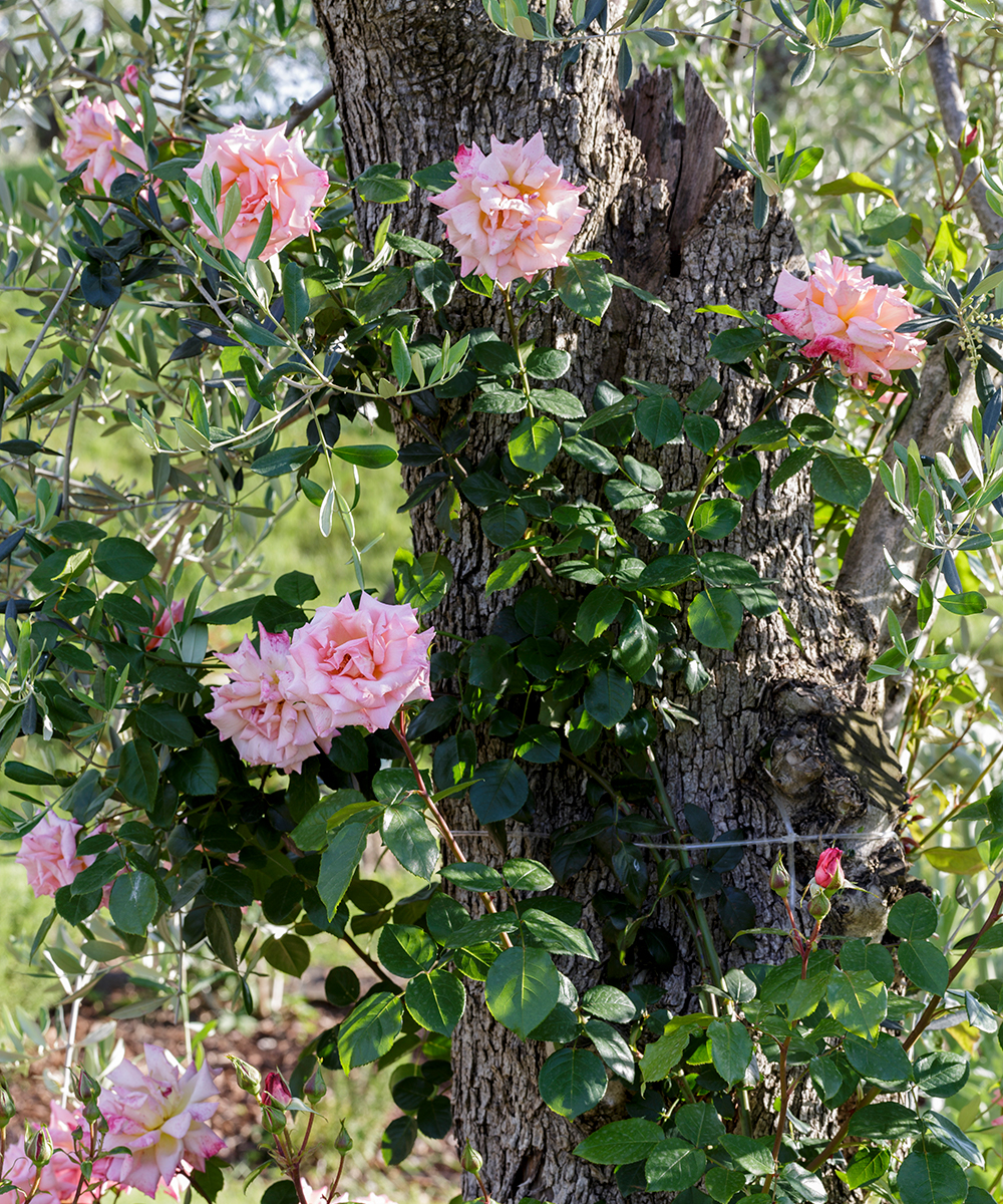 How-to-look-after-roses-Mark-Bolton-4