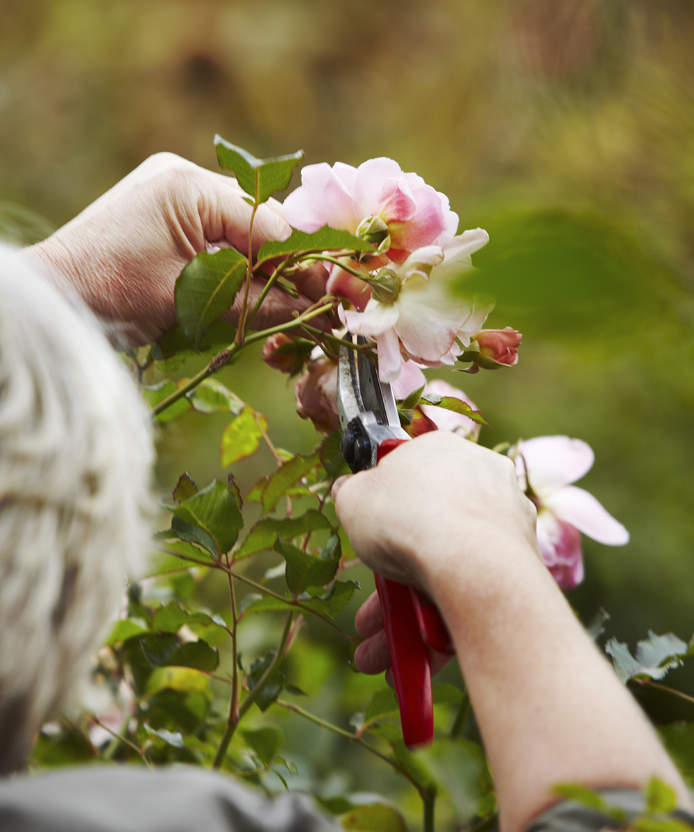 How-to-look-after-roses-national-Trust