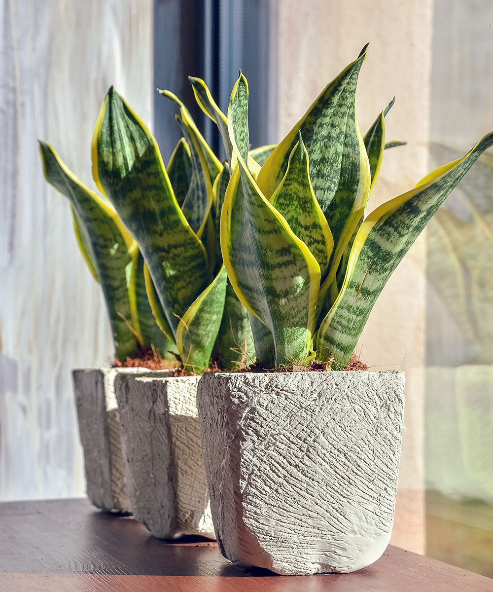 Instagram houseplant trend
