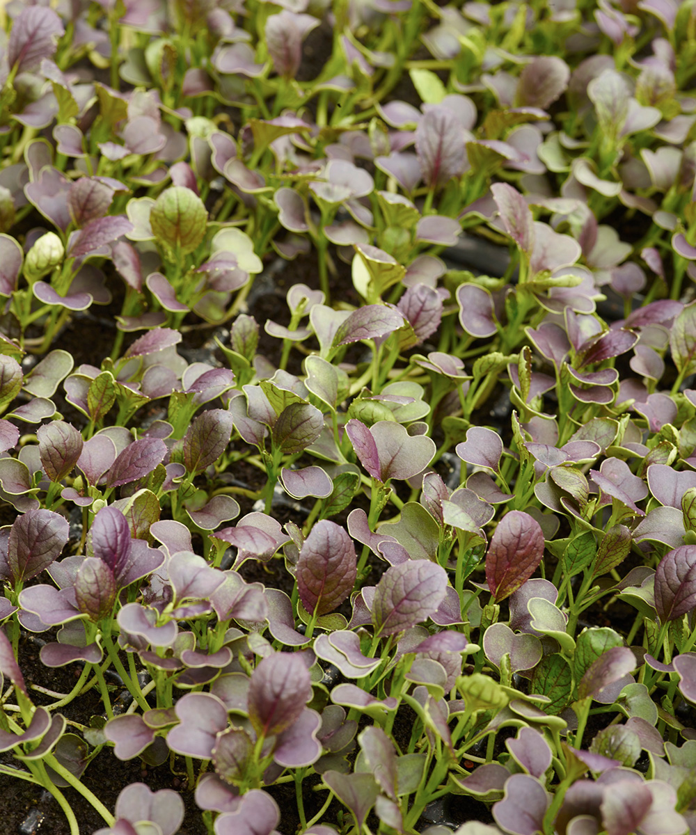 how to grow vegetables