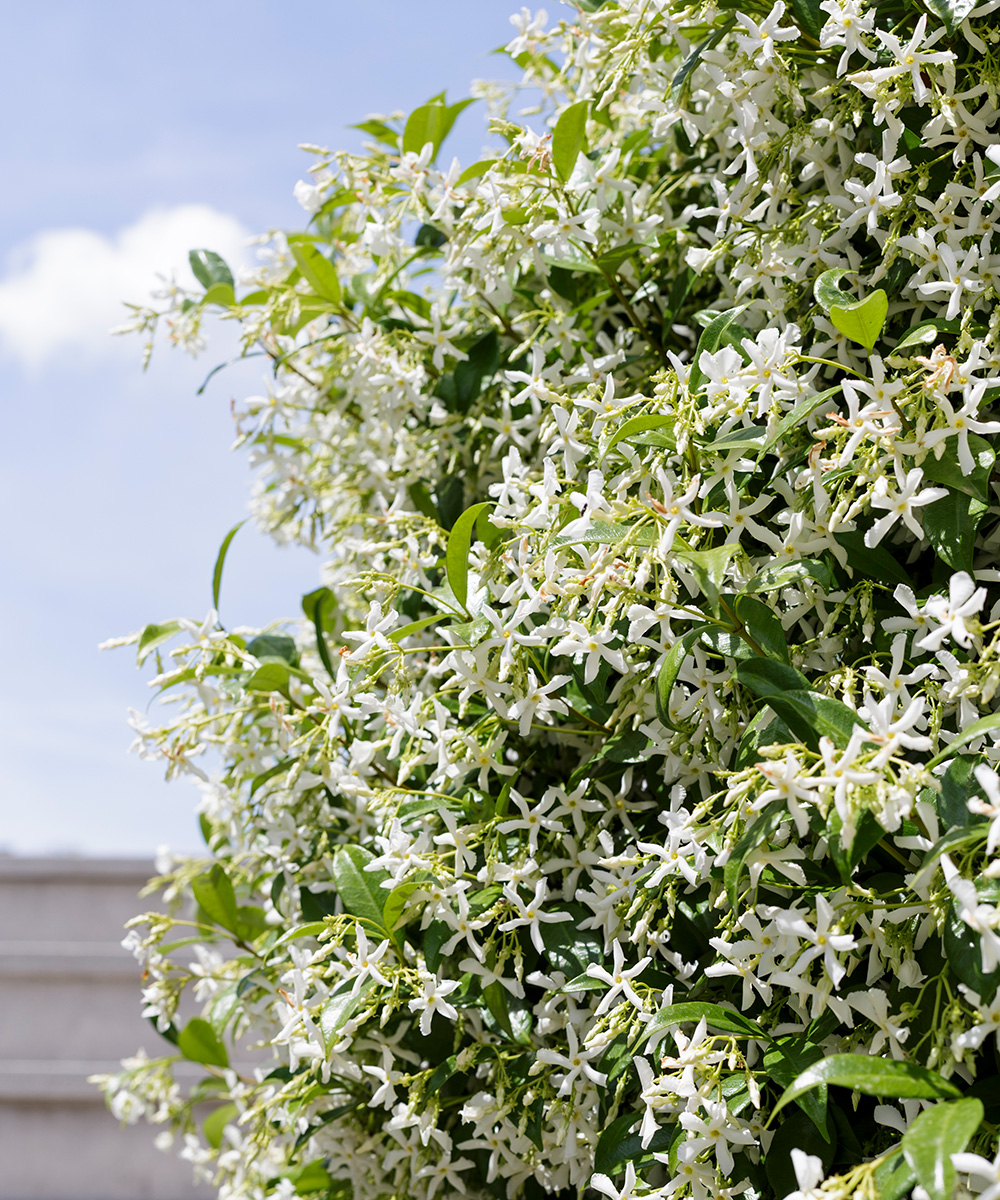 Jasmine health benefits