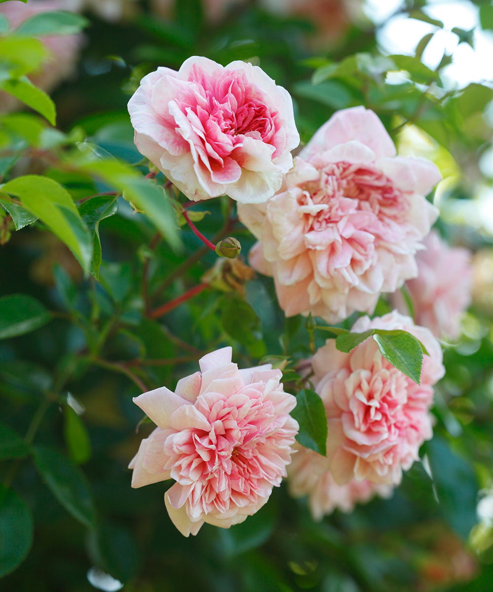 flowers to reduce stress