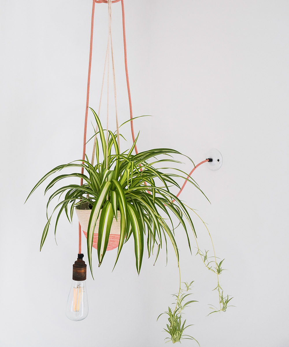 Instagram houseplant trend