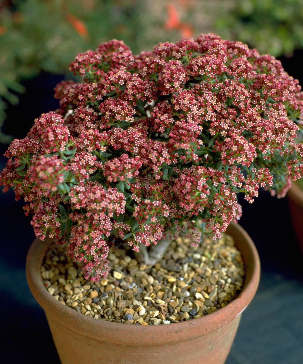 top ten houseplants
