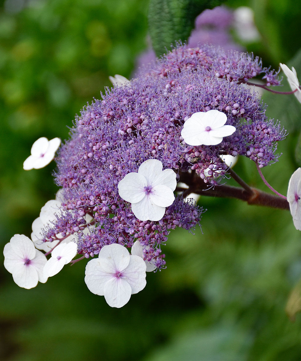 How-to-grow-hydrangeas-aspera