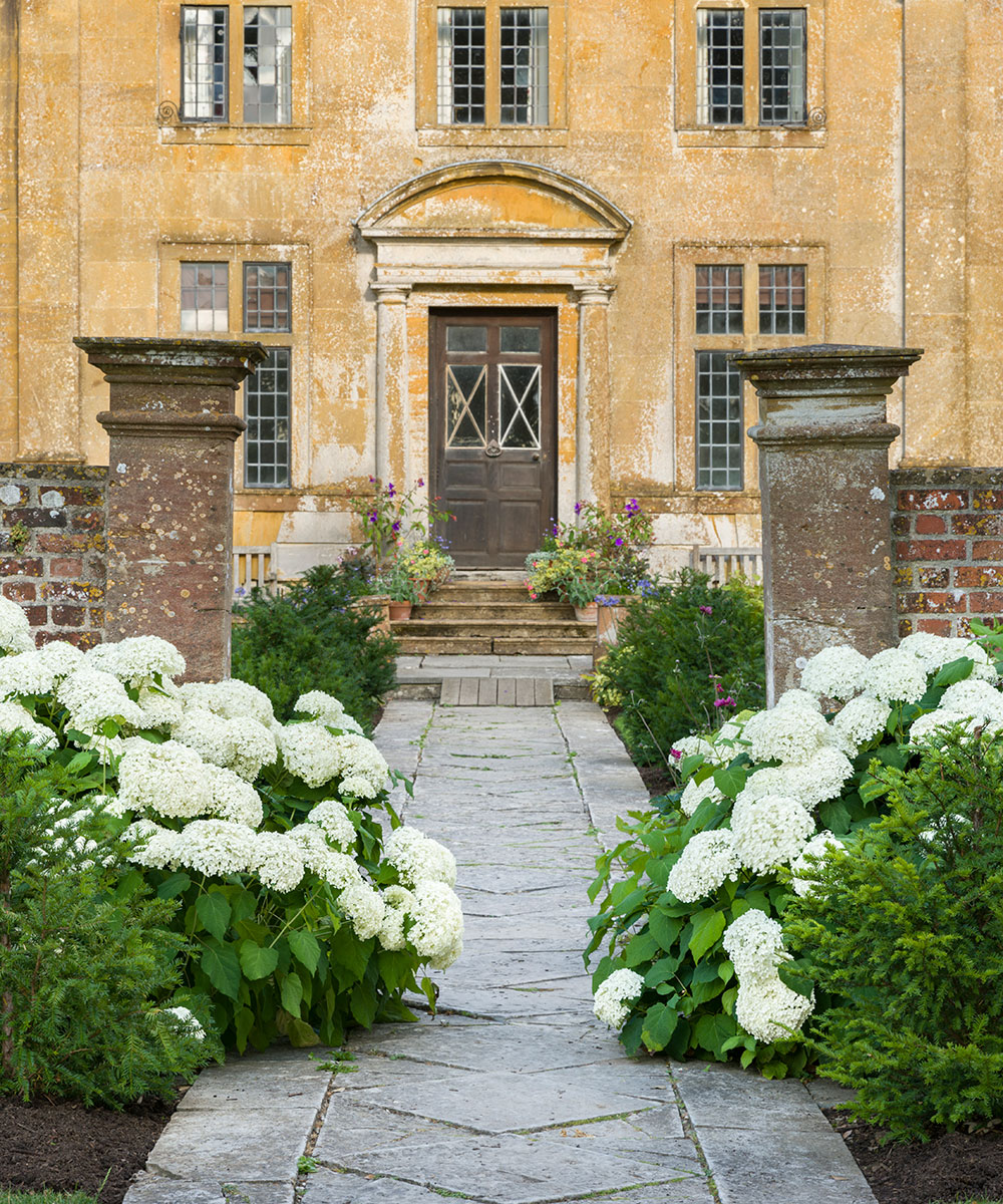 How-to-grown-Hydrangeas-2