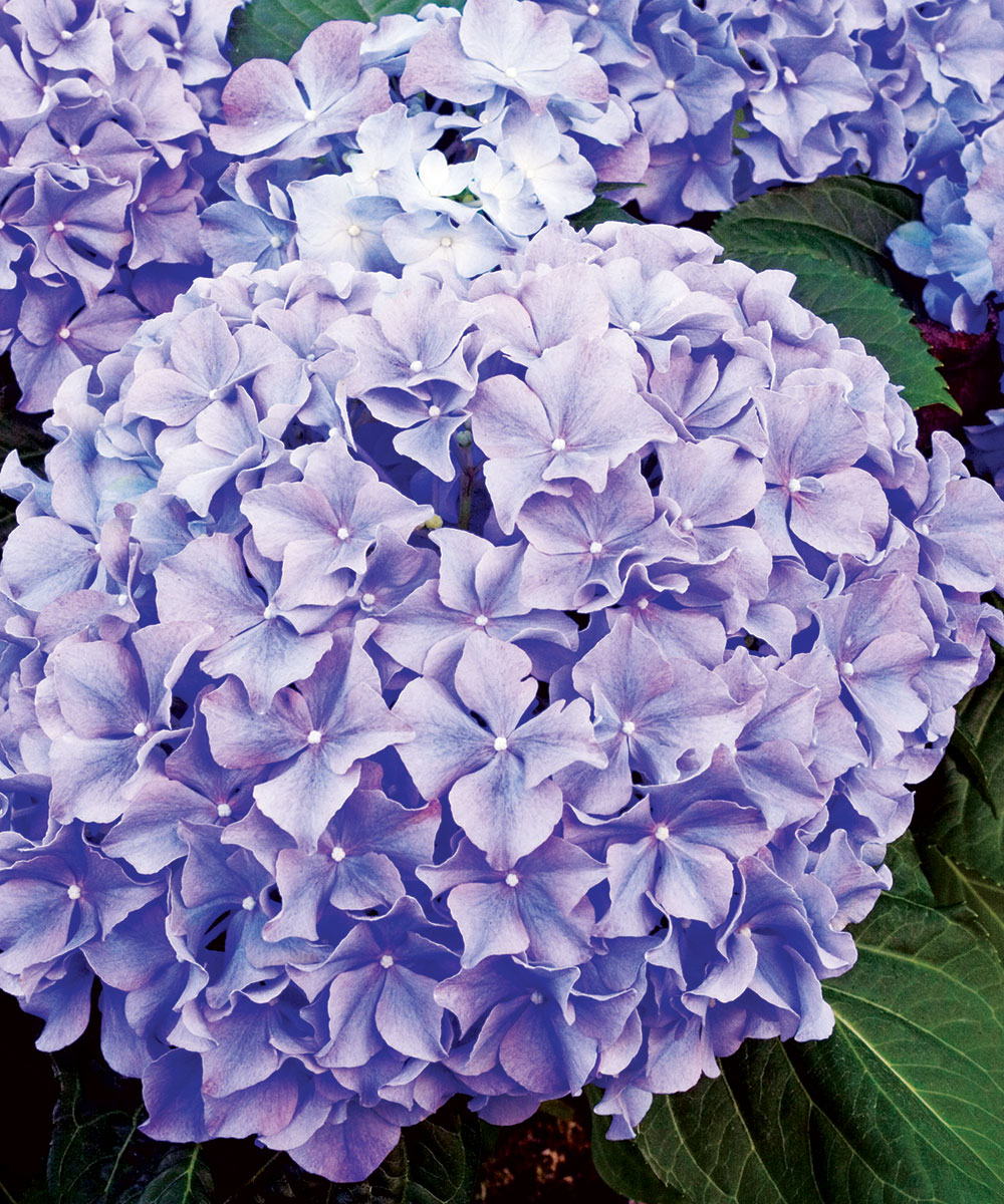 How-to-grown-Hydrangeas-3